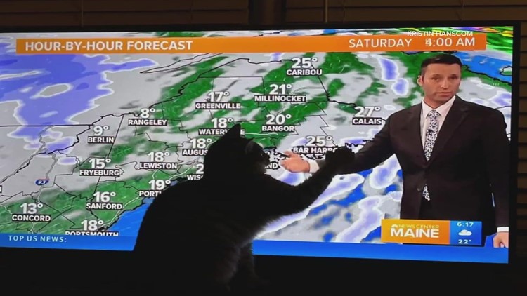 #CatDad | Cats love chief meteorologist Todd Gutner