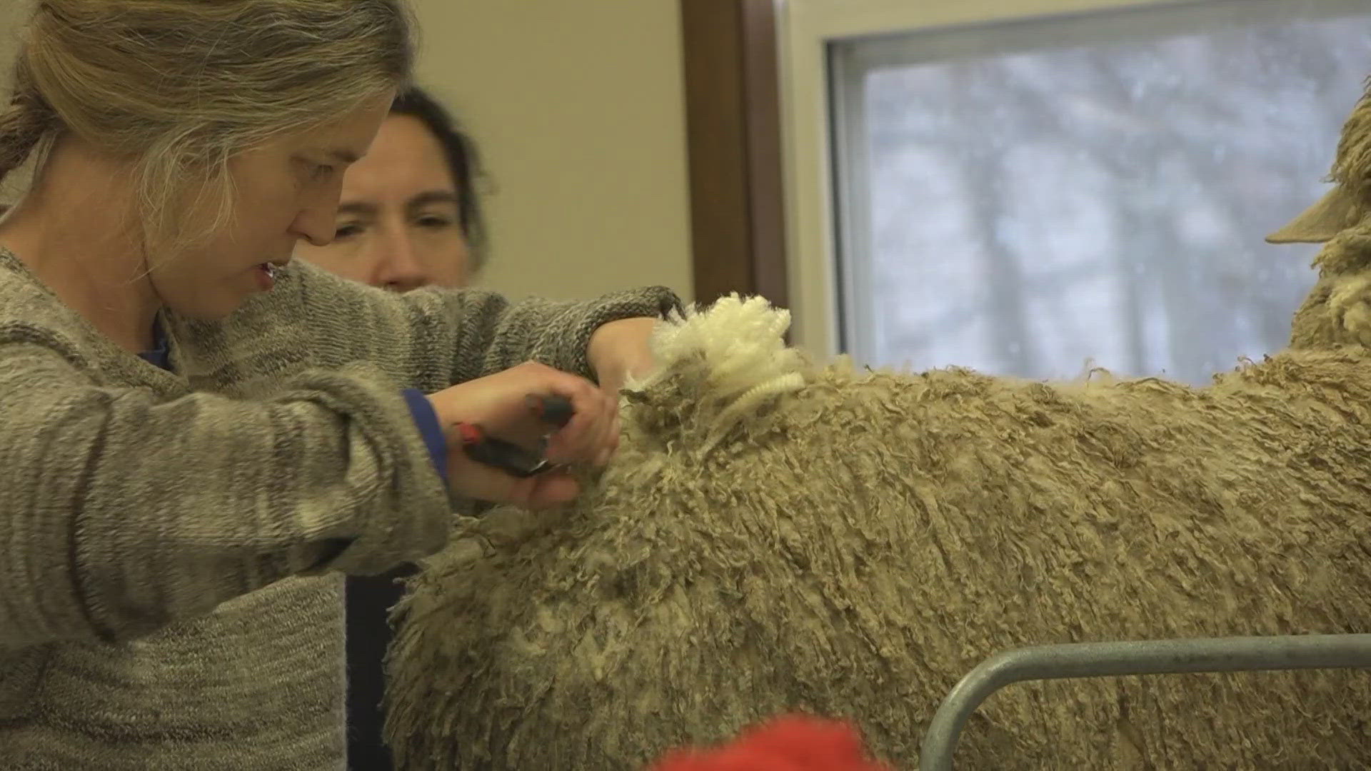The Mainely Spinners transform a live sheep's fleece into a sweater in one day, raising funds for cancer patients while honoring a late mentor's memory.