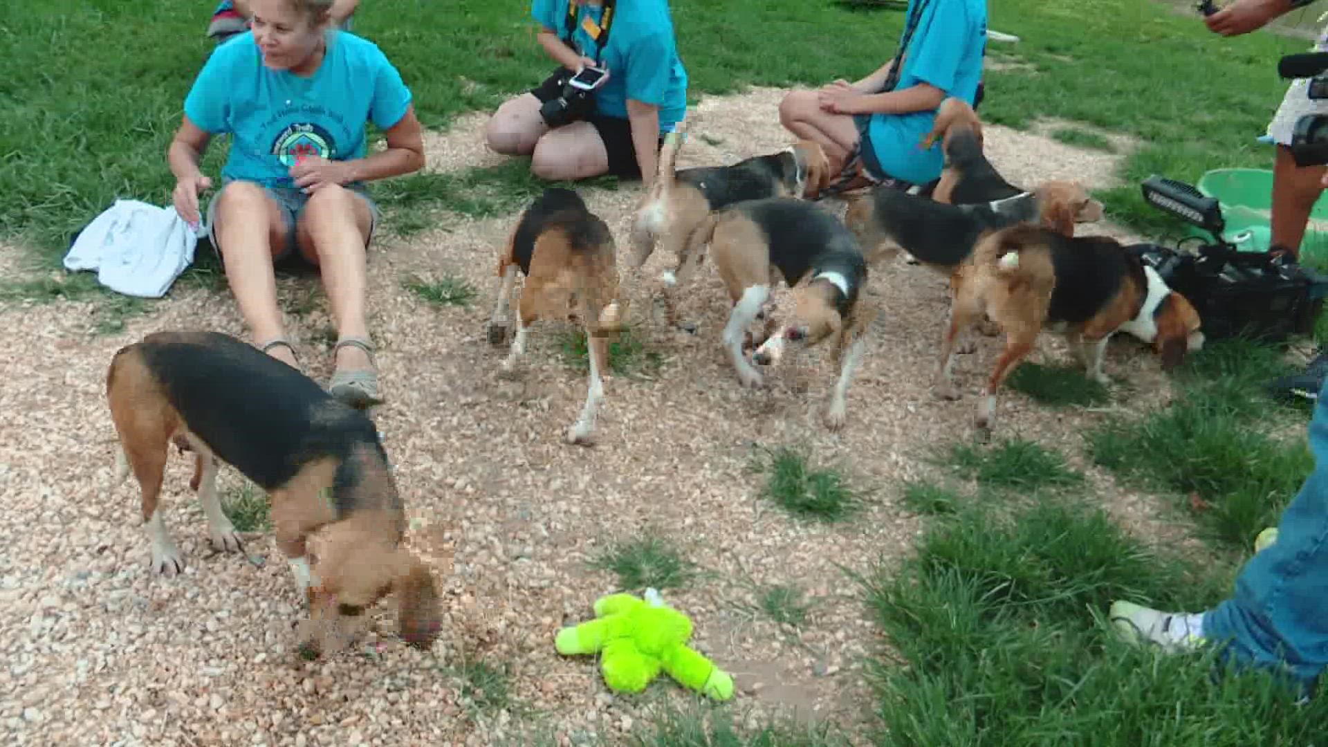 Maine animal shelter welcomes beagles rescued from Virginia |  