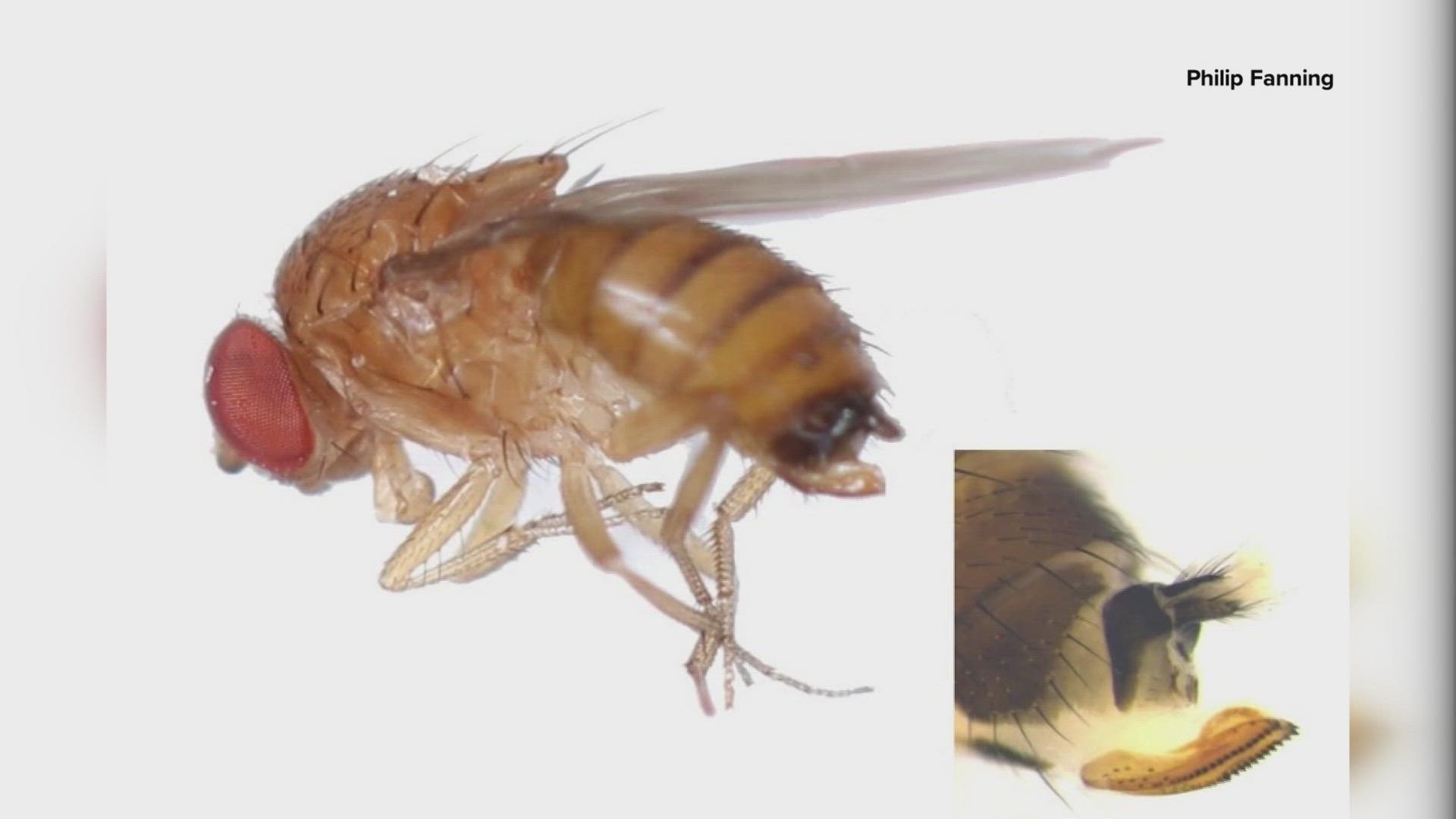 The spotted wing drosophila (SWD) has already damaged more than a billion dollars worth of crops across the country.