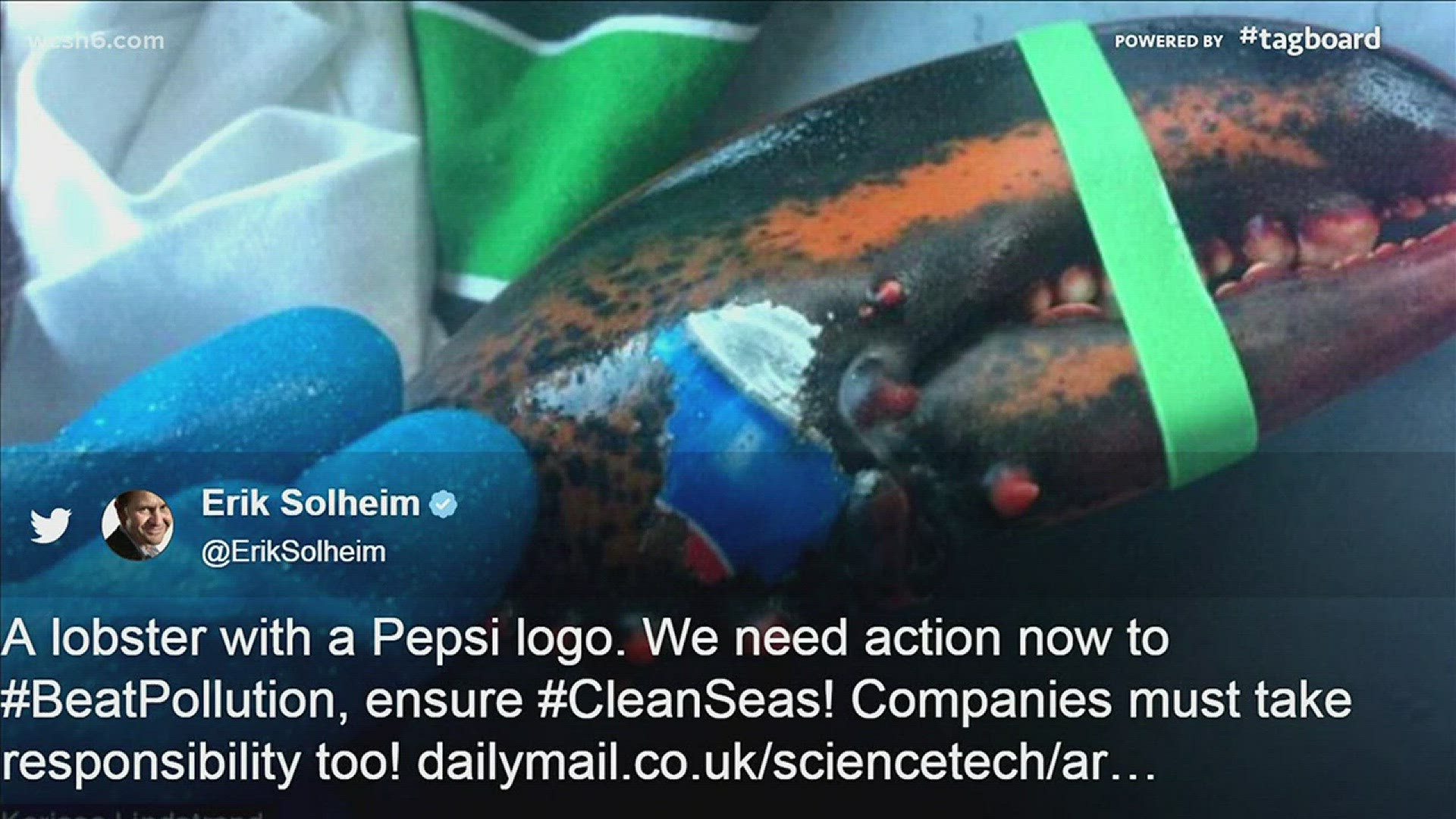 NOW: Lobster found with Pepsi can imprinted on claw