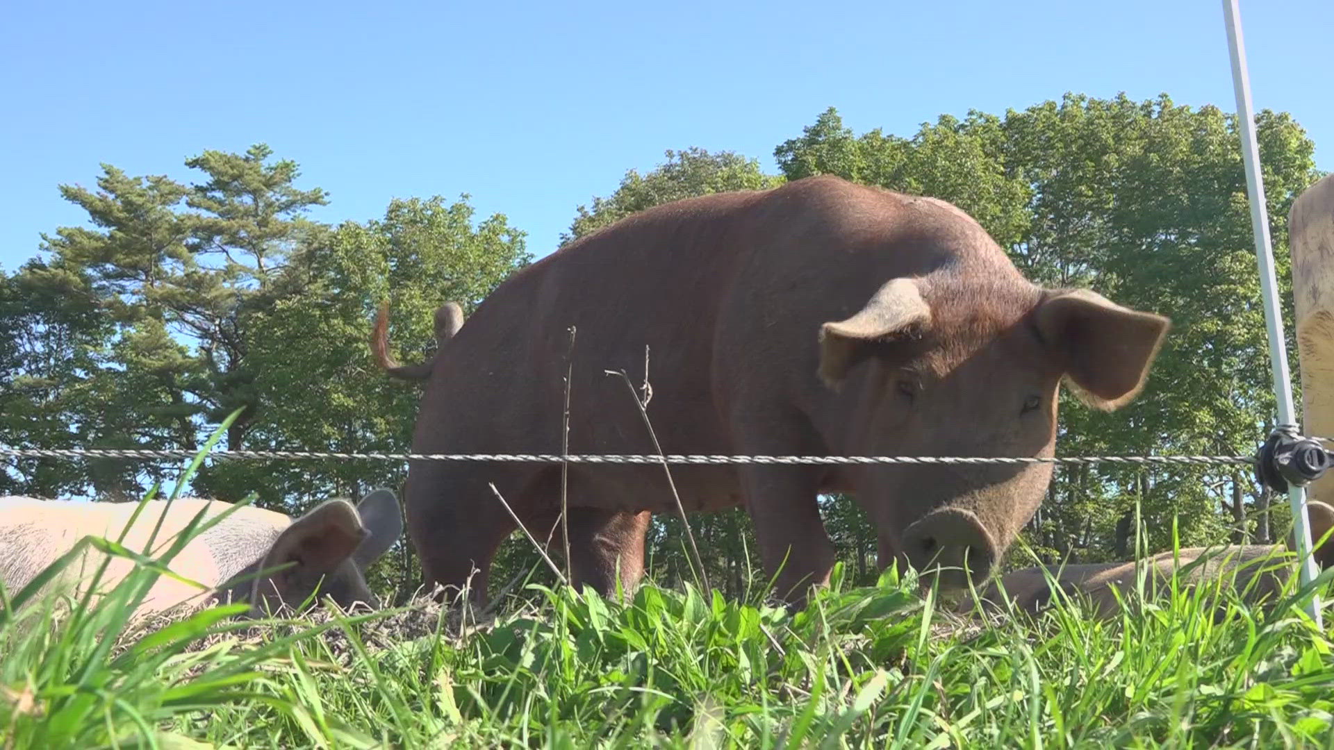 The state put out a health advisory last month, warning about an increase in sick and dying pigs. New test results show how widespread the problem is.