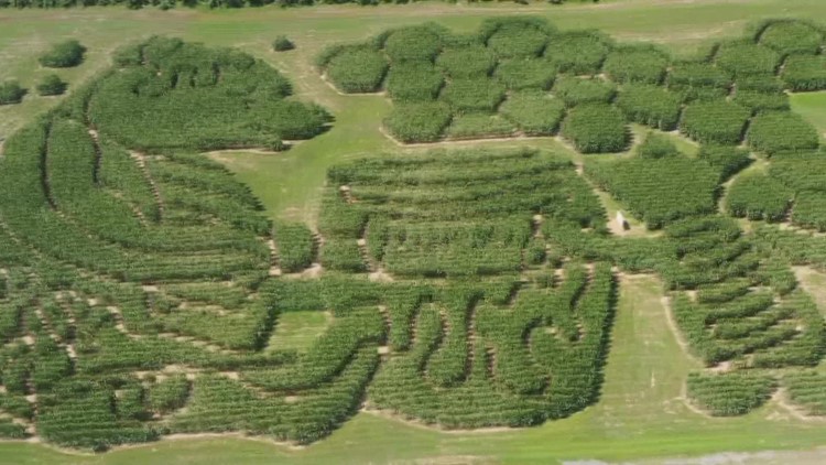 Maine corn maze created by hand gets national attention