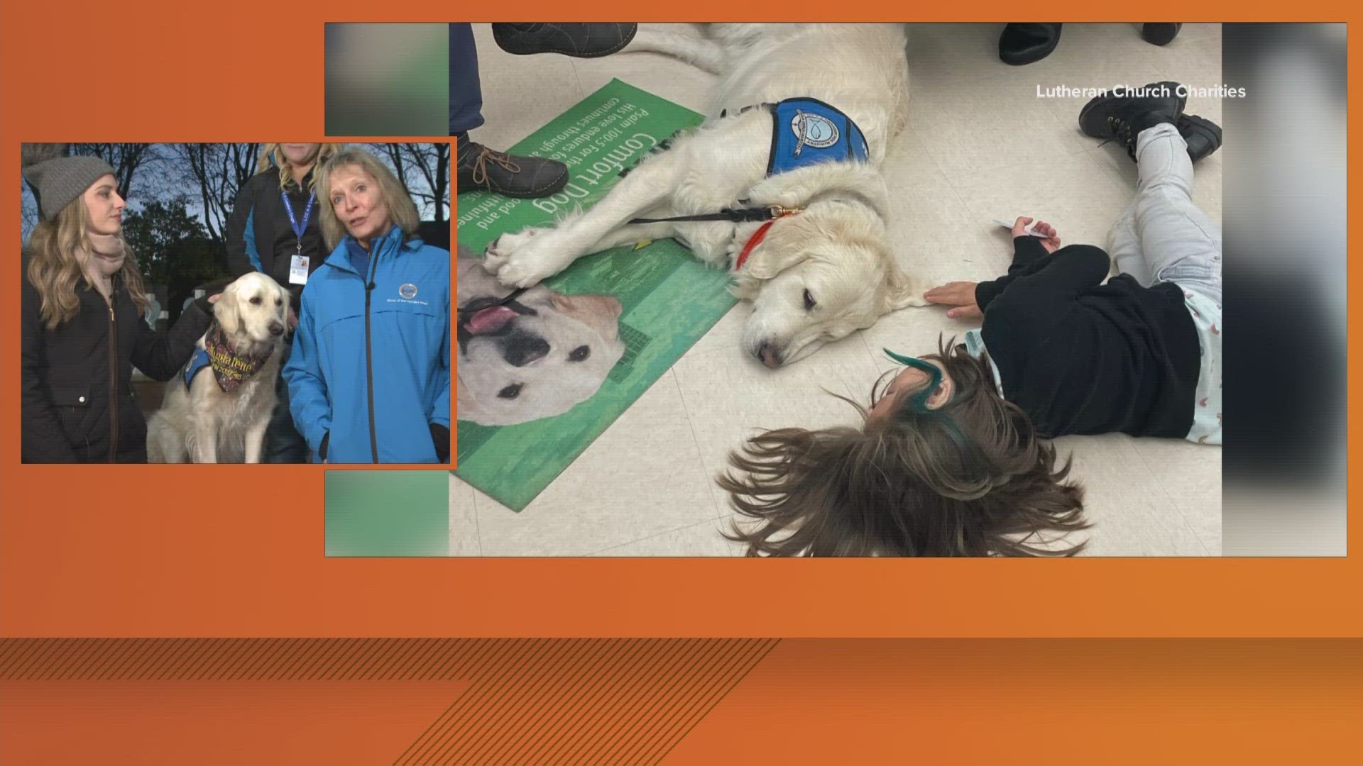 Comfort dogs helping Maine people heal after mass shooting ...