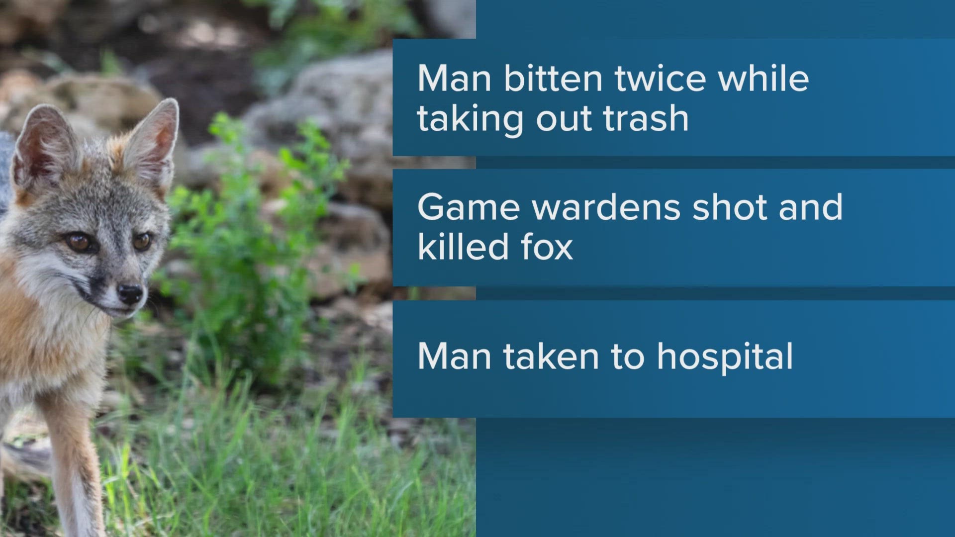 The fox bit David Polley on his leg and hand as Polley was trying to get the animal off of him, the Maine Department of Inland Fisheries and Wildlife said.