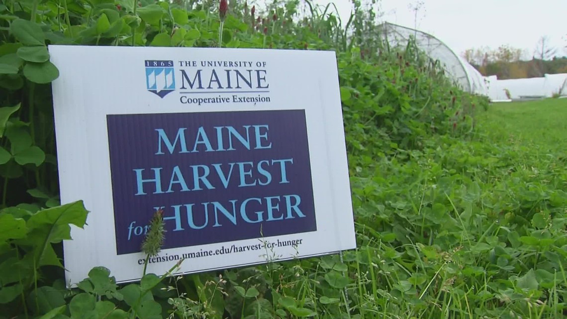 Using extra farm-fresh produce to help feed Mainers in need - Vimarsana News