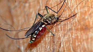 West Nile Virus detected in batch of New Hampshire mosquitoes, officials say