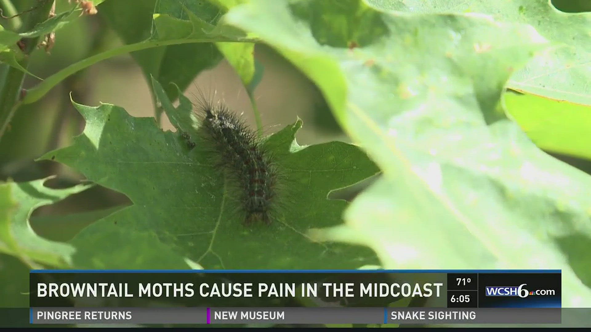 Browntail moths cause pain in the Midcoast