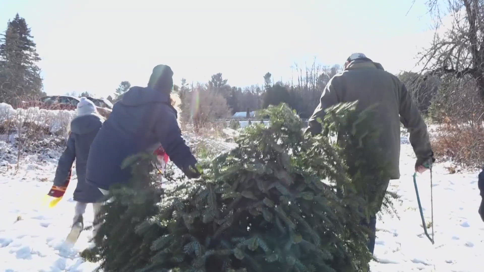 Gov. Janet Mills proclaimed today a special occasion because of the state's long history of growing and selling trees and wreaths. 