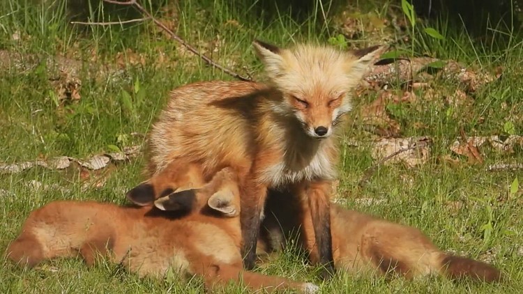 Nursing mother of 4 kits.