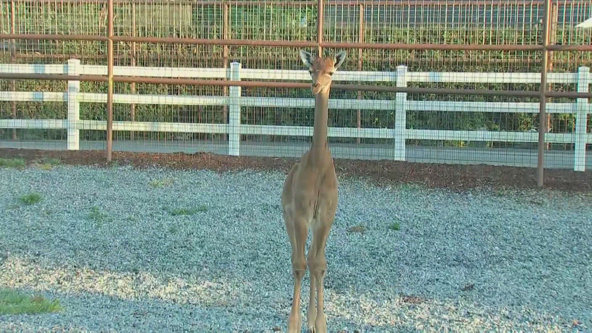 The spotless giraffe recently born at Brights Zoo in Tennessee is believed to be the only giraffe in the world without spots, and its name reflects that.