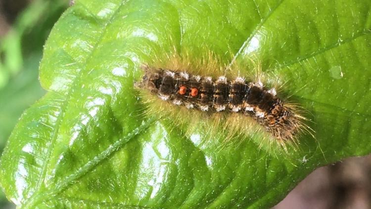 Climate change is worsening the spread of browntail moths in Maine