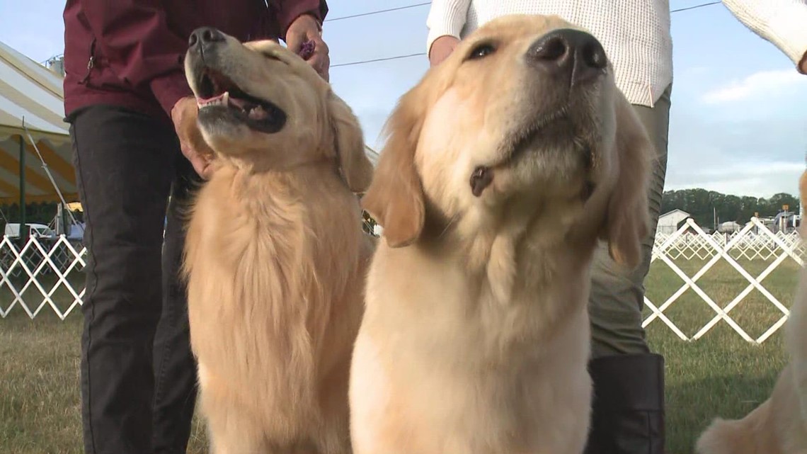 Maine's largest annual dog show is this weekend at the Cumberland Fairgrounds Part 3