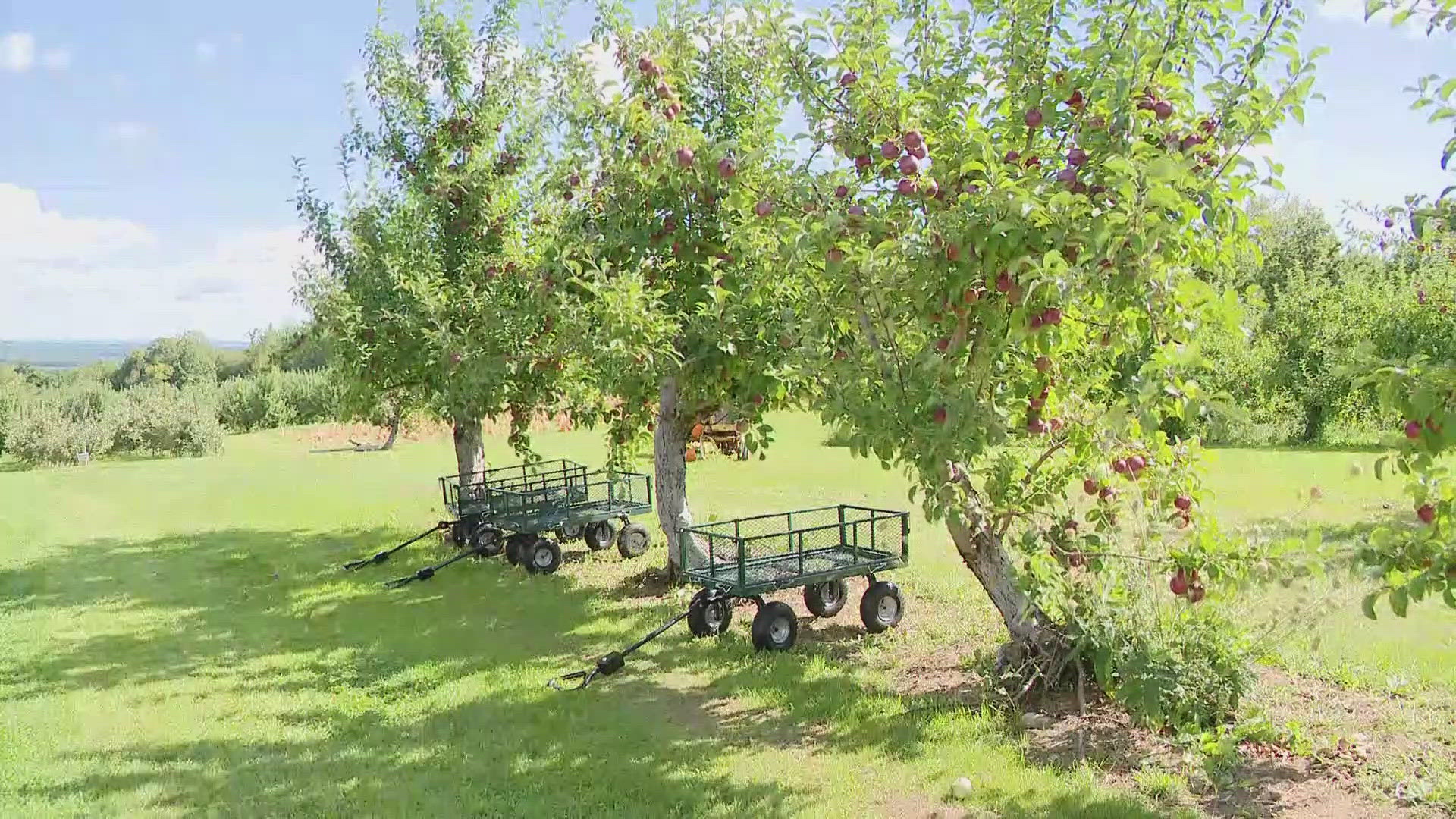 Growers across the state are looking to rebound from the 2023 season, when they were hit hard by frost and storm damage.