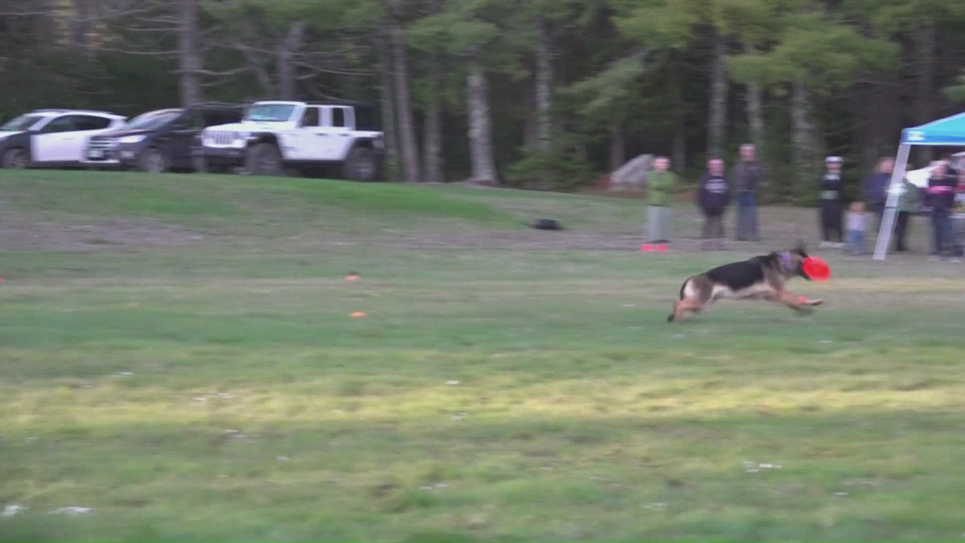 newscentermaine.com - Ryan Bell - In Penobscot, dogs take center stage in an exciting sport