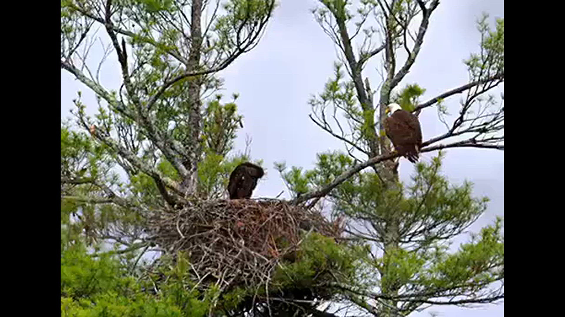 Mom was helping this Eaglet clean up her lunch.
Credit: Gary Manzo