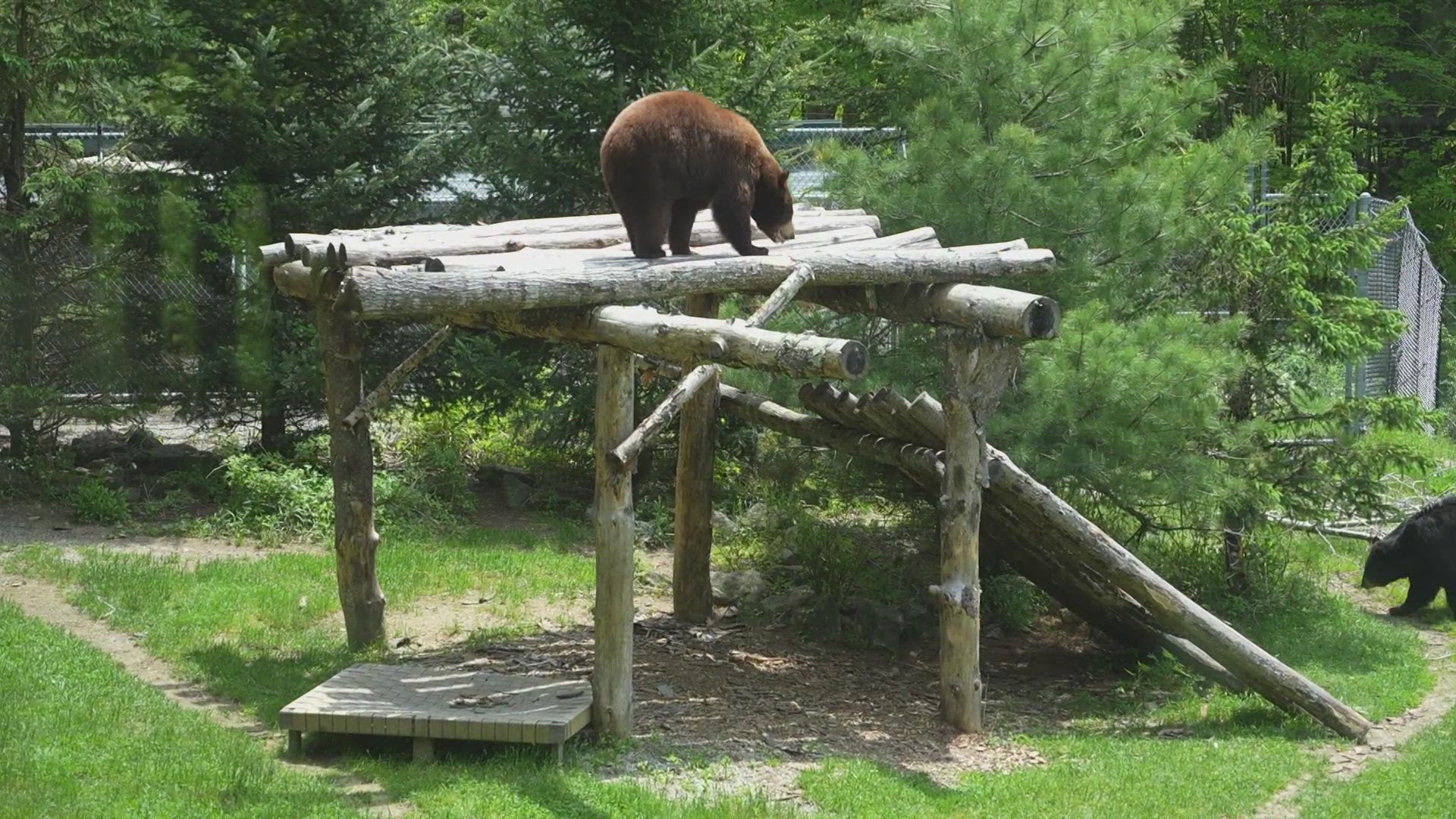 Animals at the park include moose, bears, eagles, deer, bobcats, and turtles. Many were injured, orphaned, or raised illegally by people.