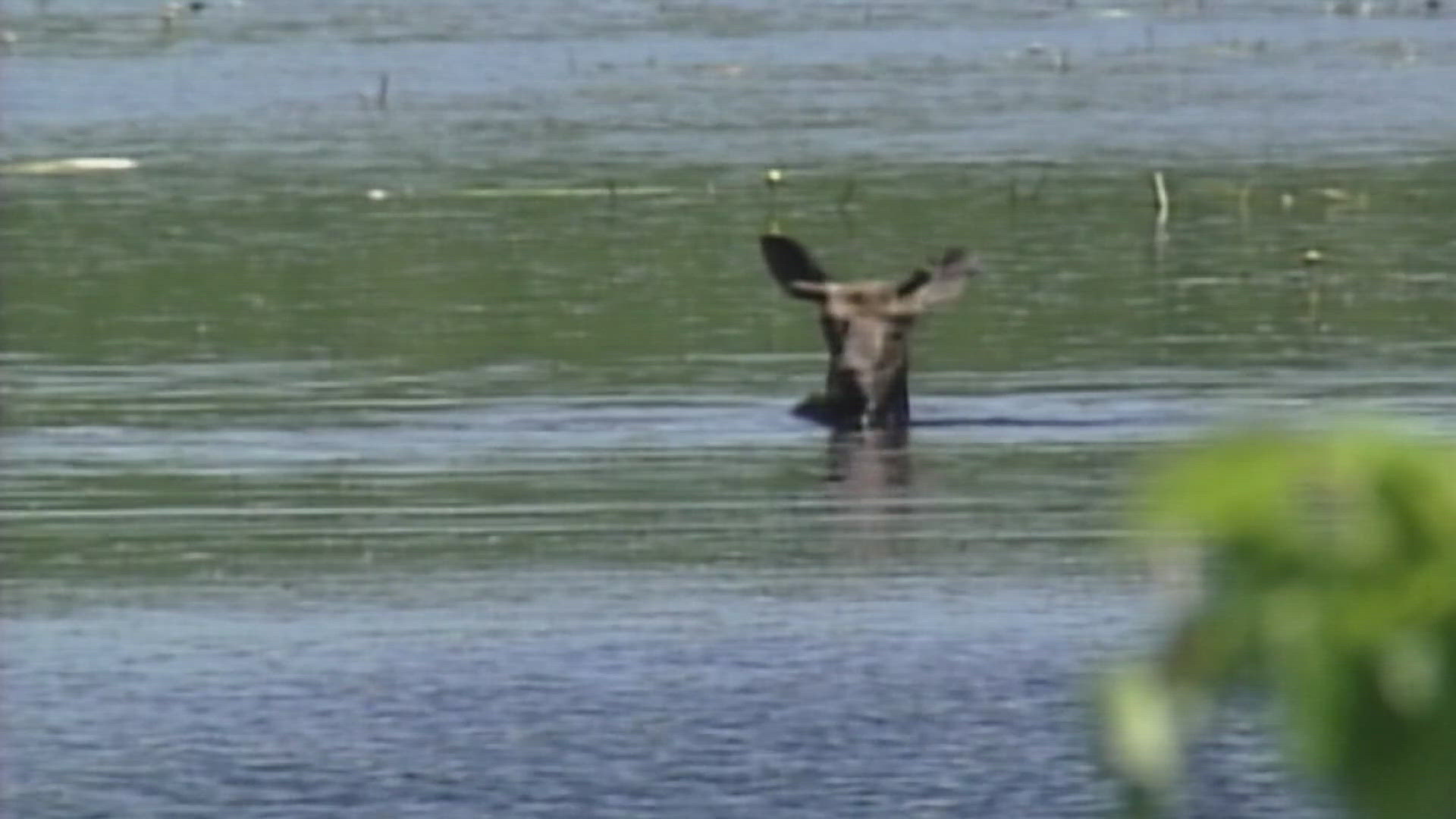 The deadline to apply for Maine's moose permit lottery is 11:59 p.m. on Wednesday. The drawing will happen in Fort Kent on June 15.