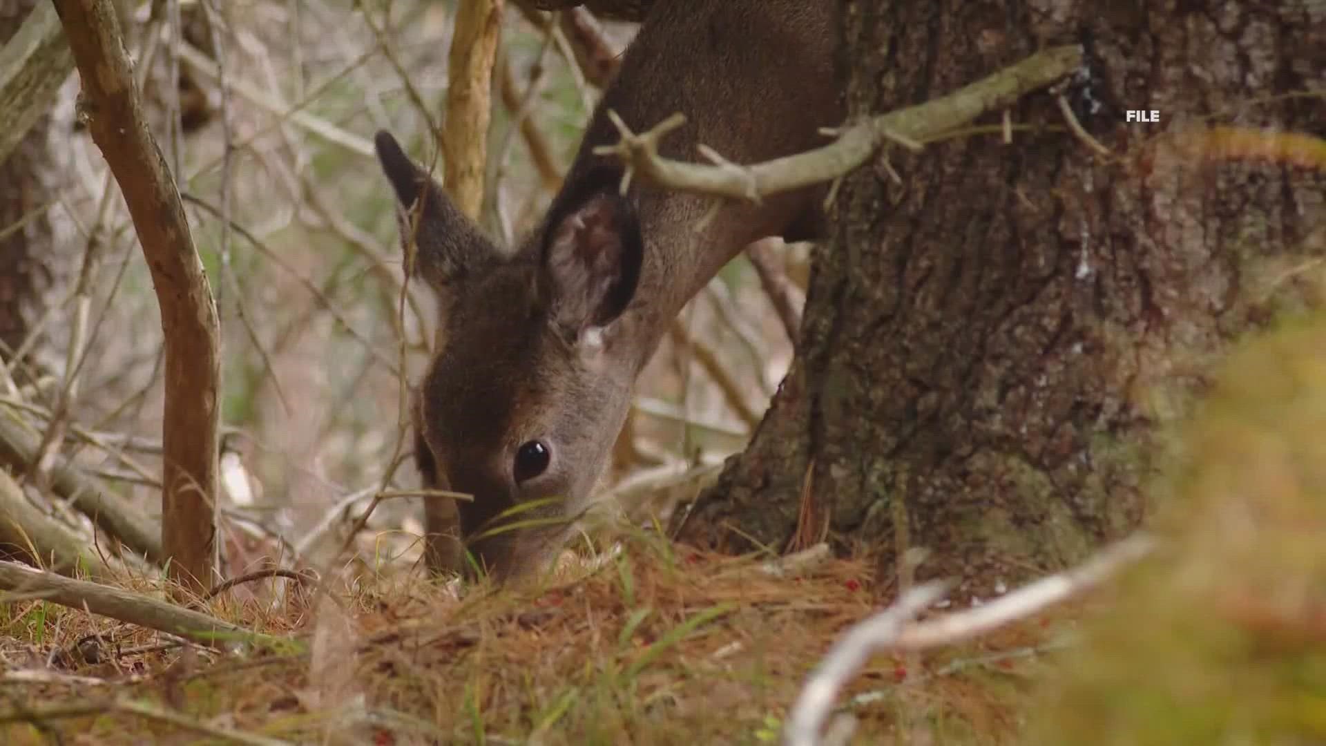 State wildlife biologists plan to expand testing of game animals following the discovery of high levels of the toxic chemicals known as PFAS in deer meat last week.