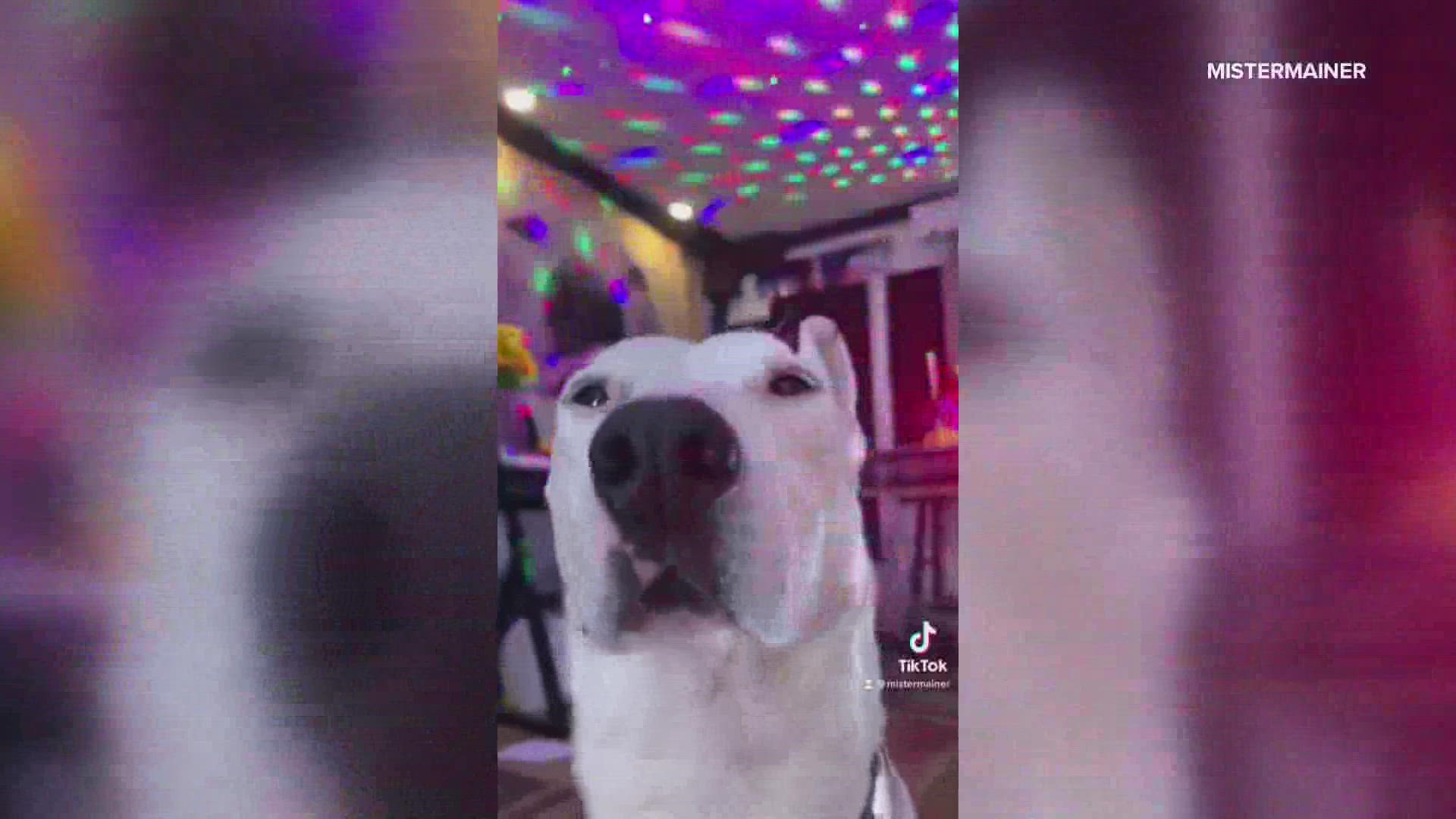 Dmitry Pepper runs one of the most popular TikTok accounts in Maine featuring his dog Biscuit under the handle MisterMainer.