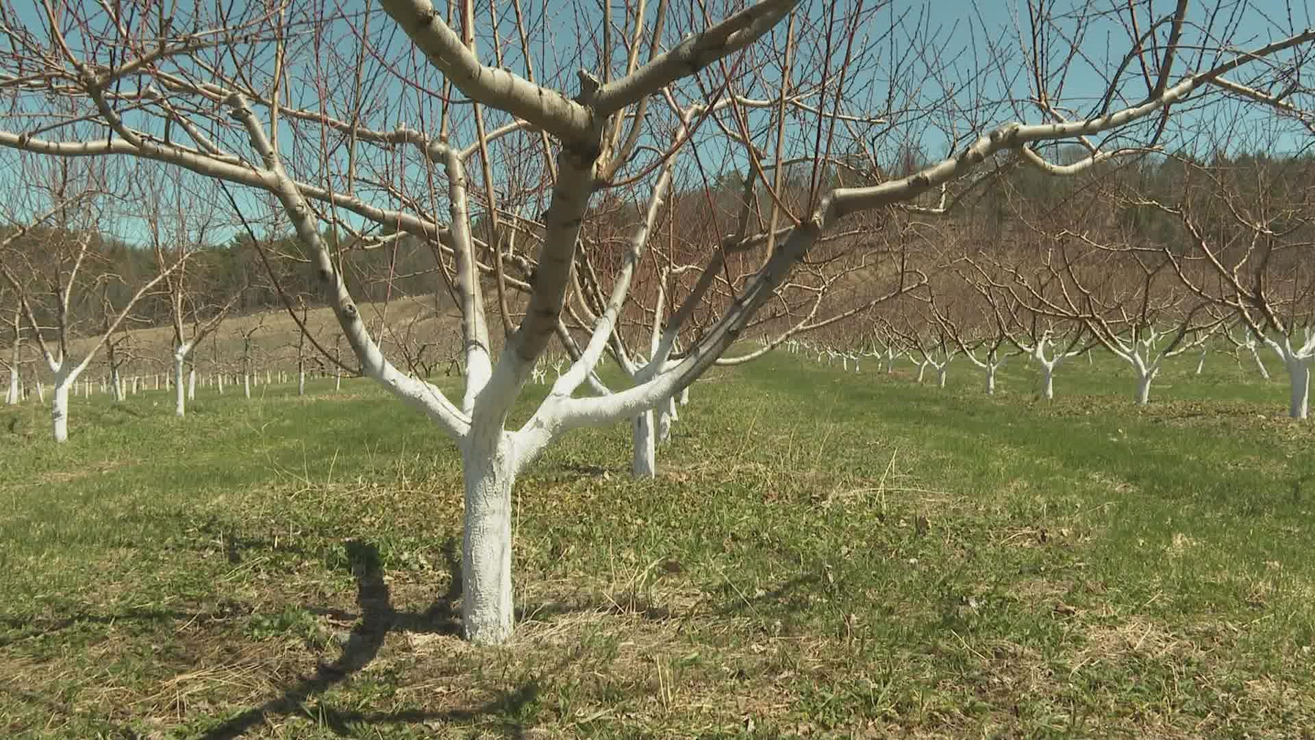 As our climate changes, farmers are adding the fruit to orchards. Meanwhile, UMaine scientists search for the best variety for the region.