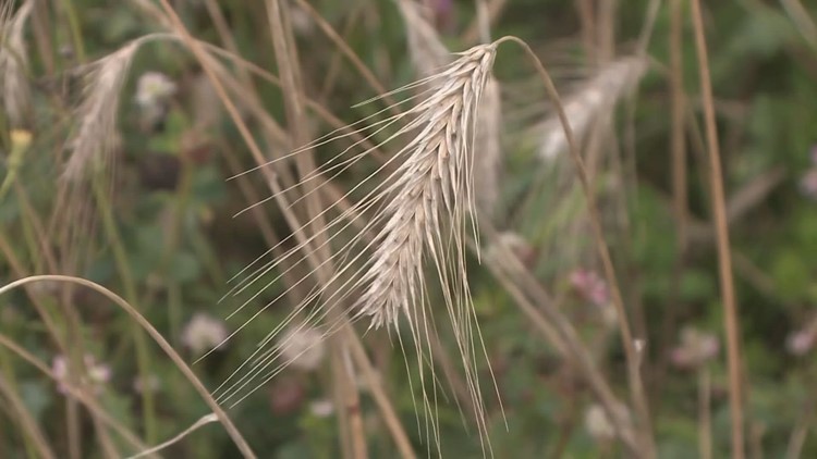 Watchdog group finds PFAS listed as ingredient in Maine-approved pesticides