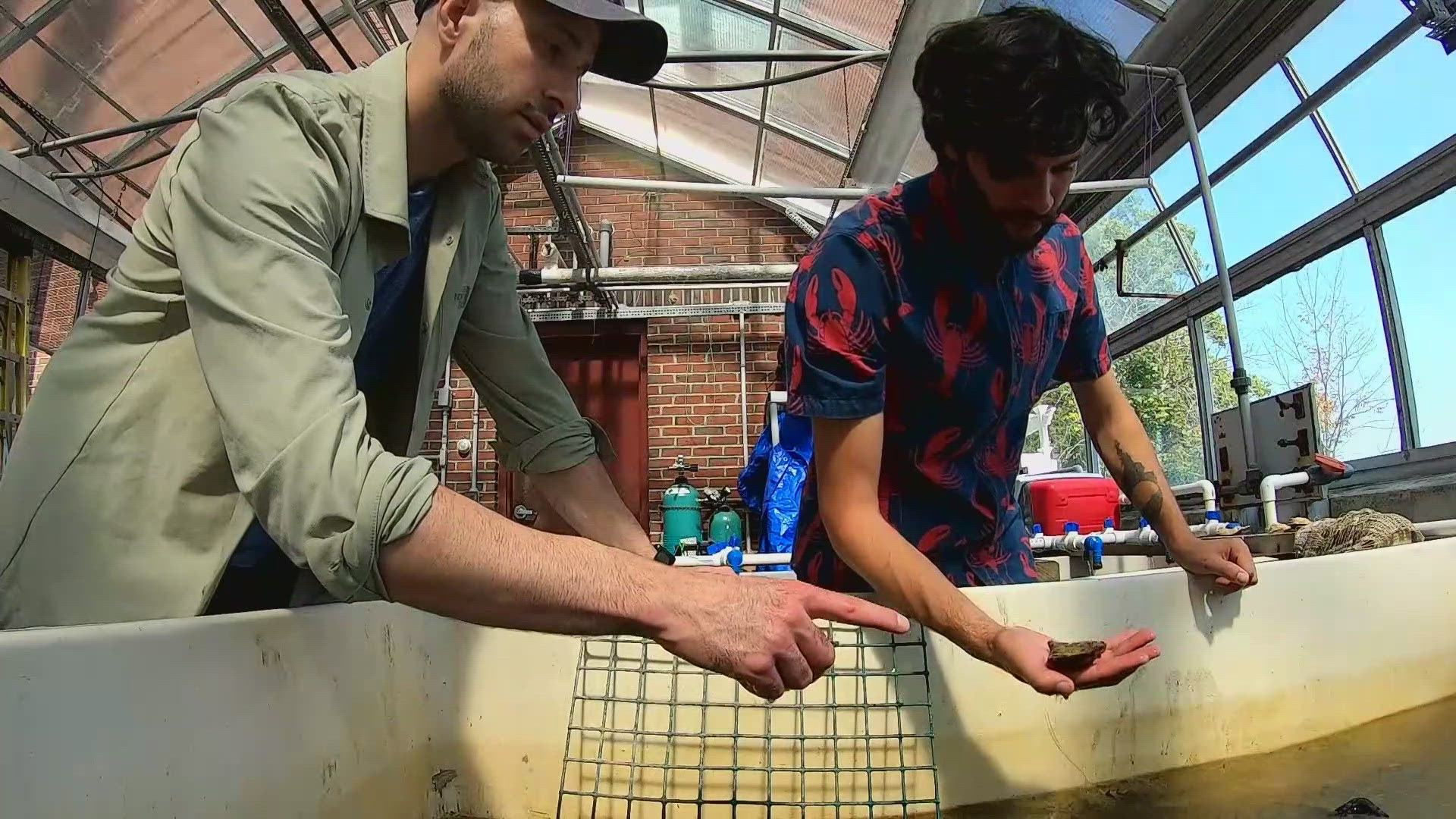 University of New Hampshire research shows the impact of climate change on shellfish.