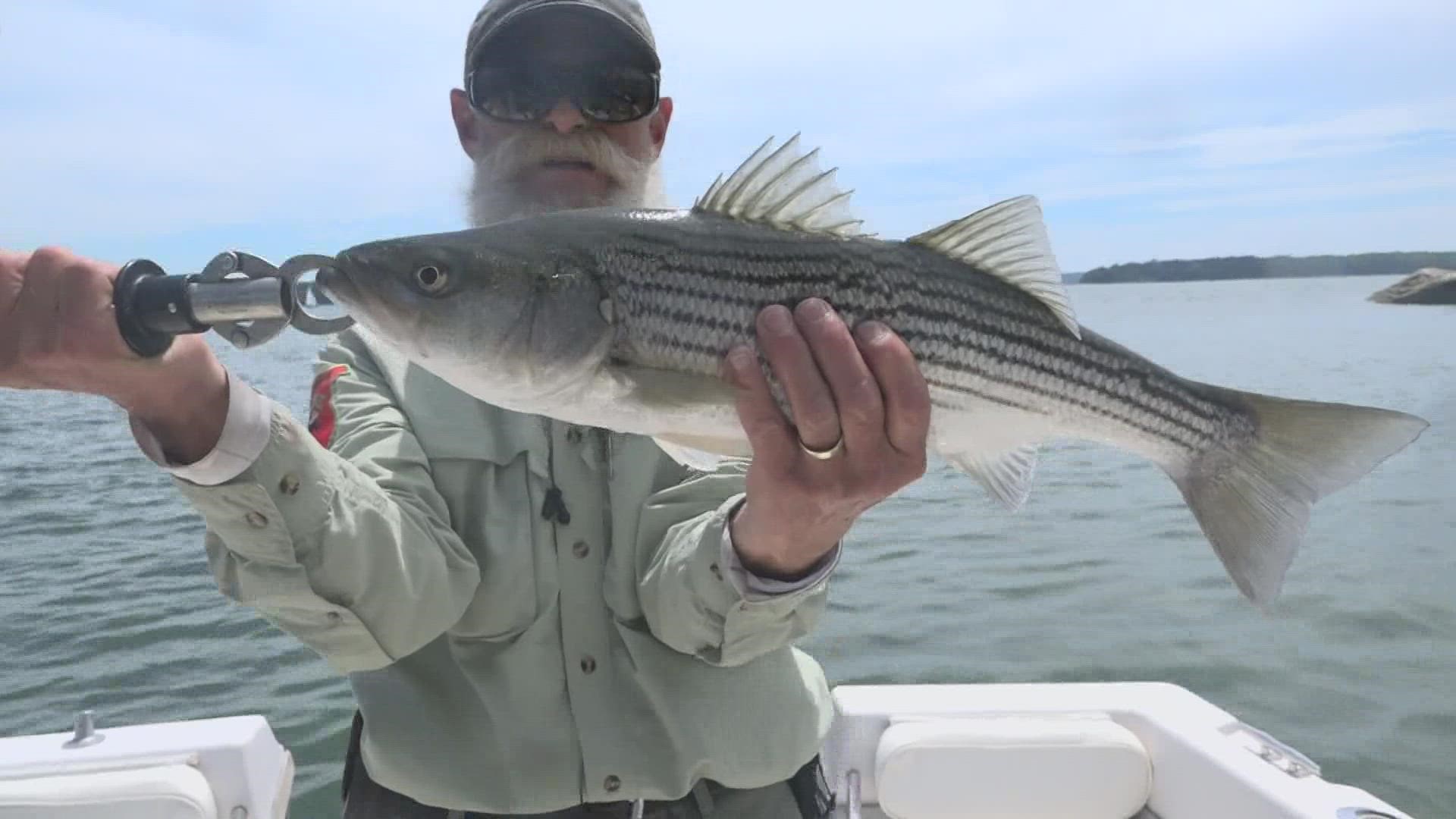 Striped bass are off the coast of Maine earlier than expected and in larger numbers, but the productive season is putting regulators on high alert.