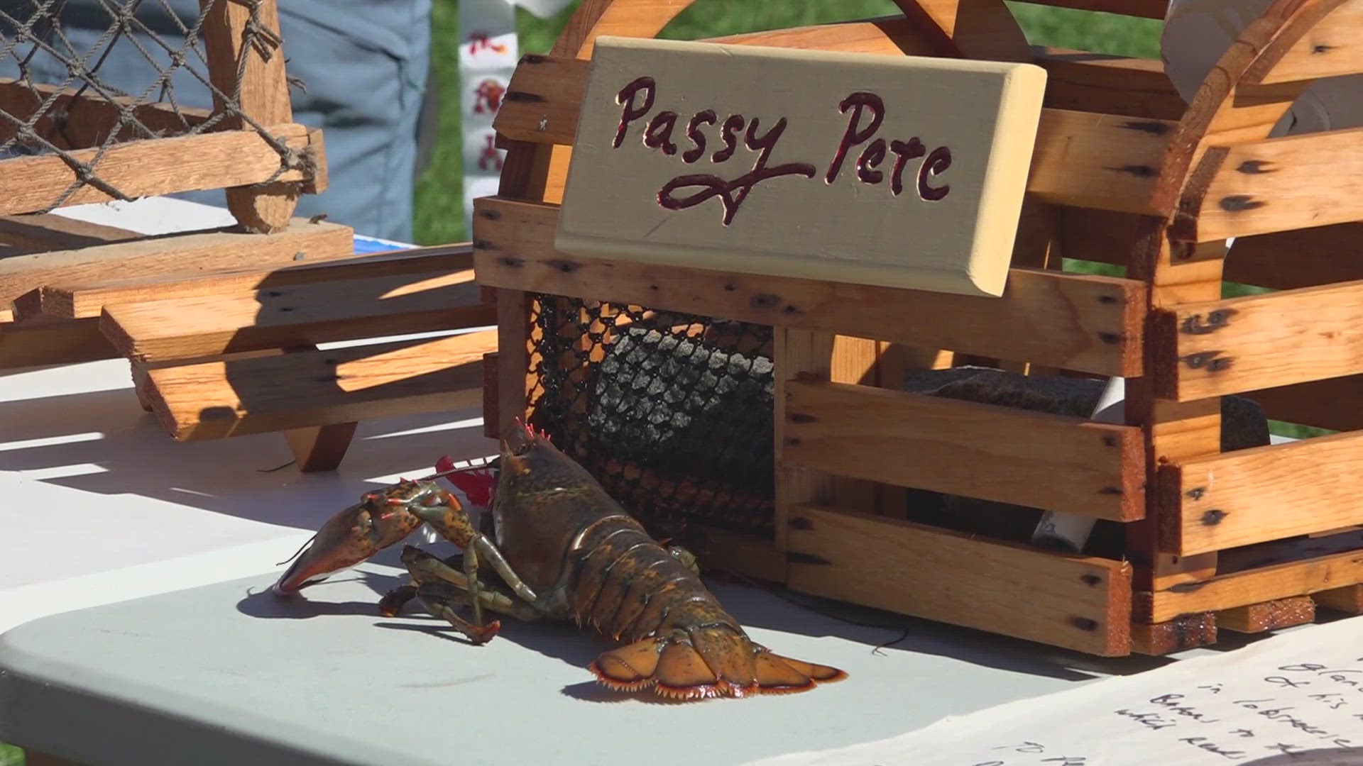 You probably know Punxsutawney Phil, but do you know about Maine's own weather-predicting Passy Pete the lobster?