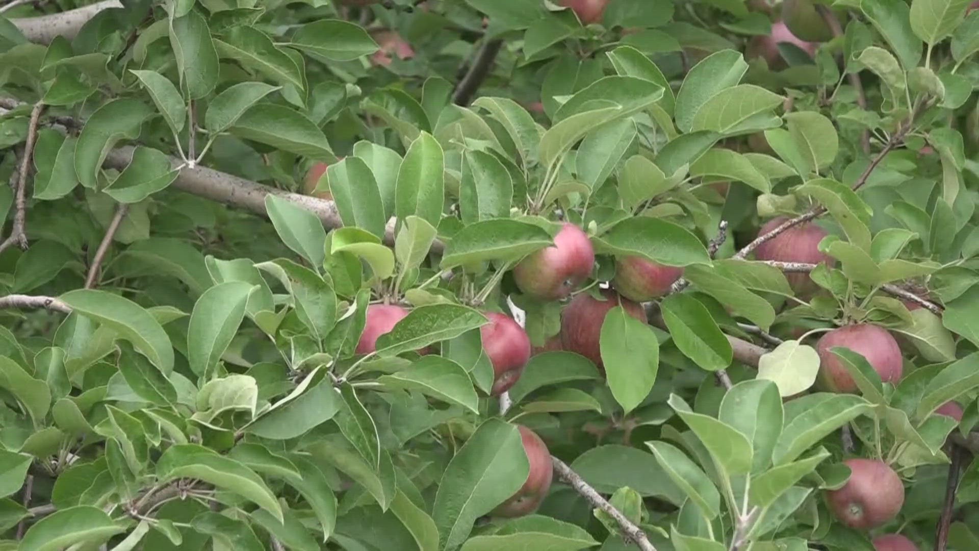 Heavy rains this summer helped farmers who grow apples and even pumpkins, but it hurt other farmers who grow plants that thrive in dry weather.