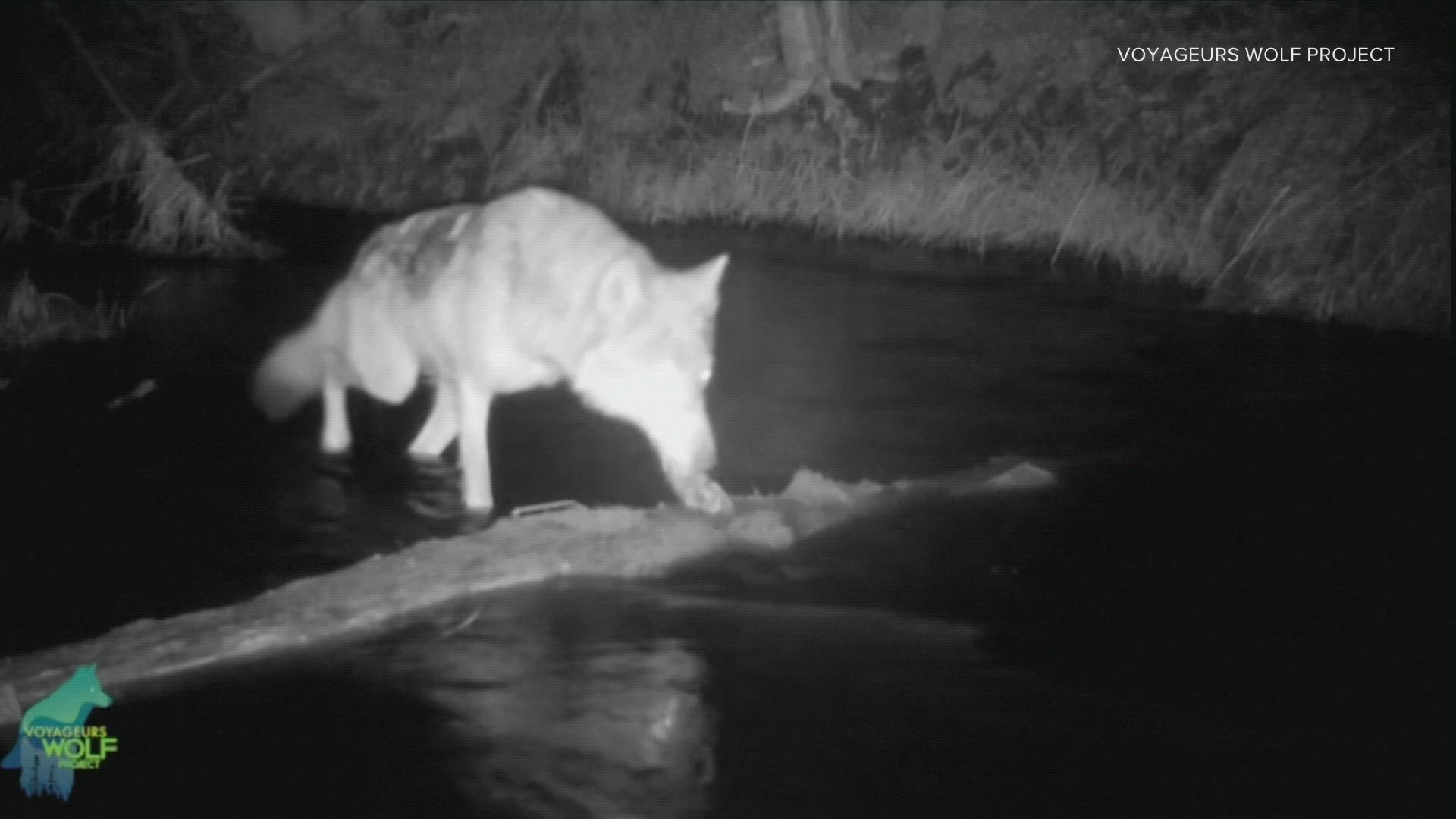 wolf camera fishing