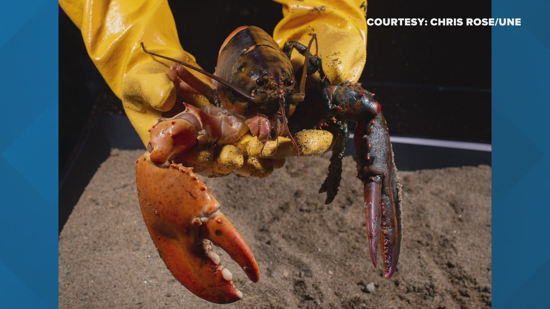 The Inland Seafood Corporation donated the split-colored lobster last week.