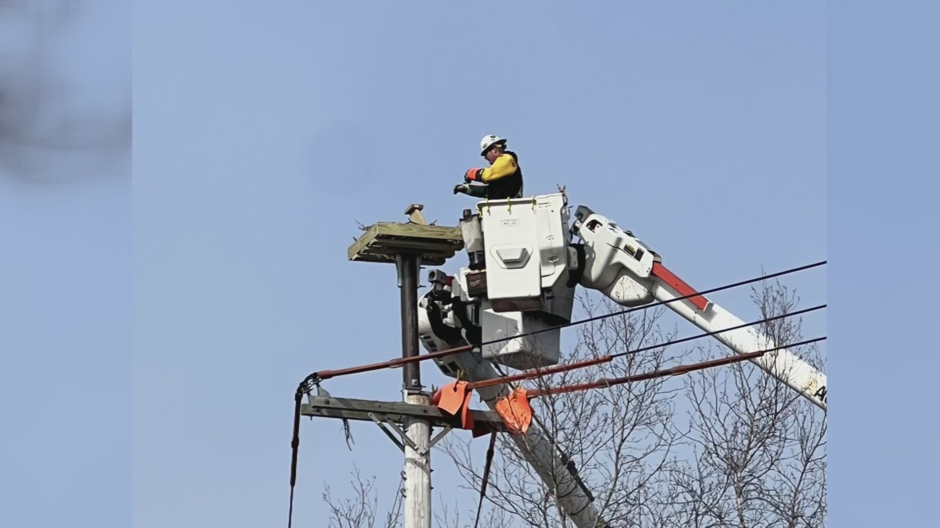 CMP said they removed the nest because it wasn't safe for the birds to remain on the powerline after recent storms.