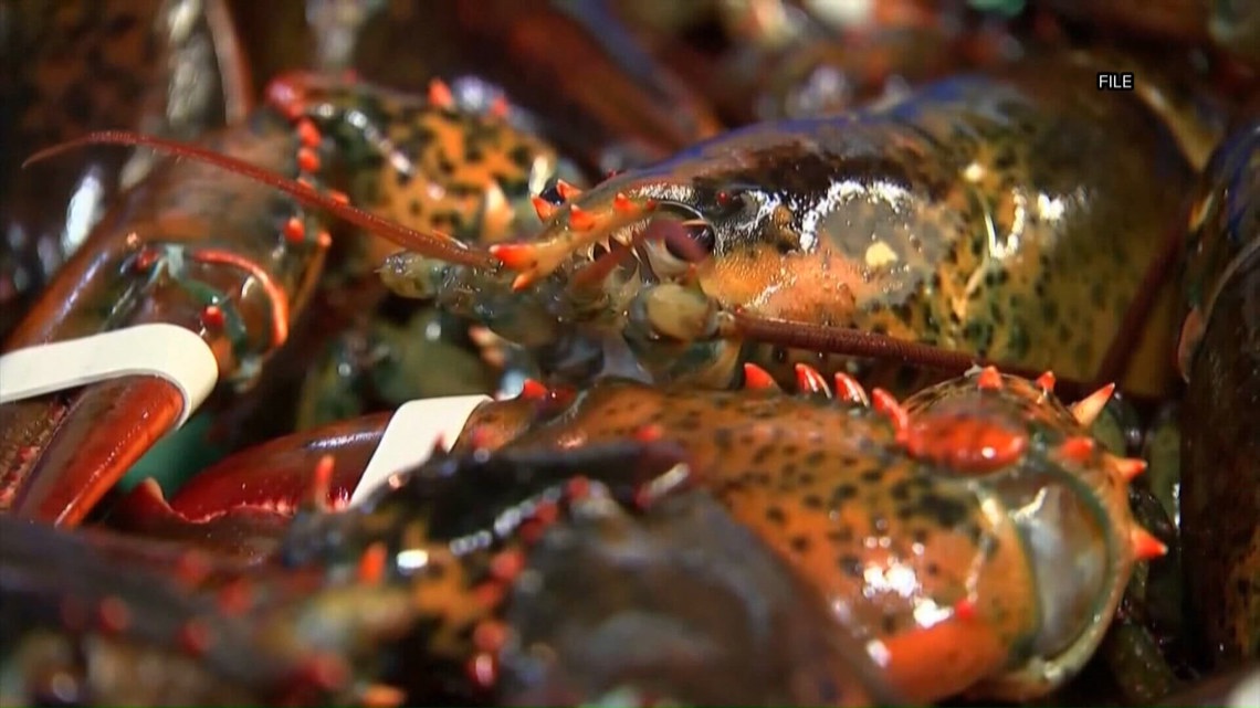 Decline in baby lobsters preceded drop in Maine's midcoast lobster ...