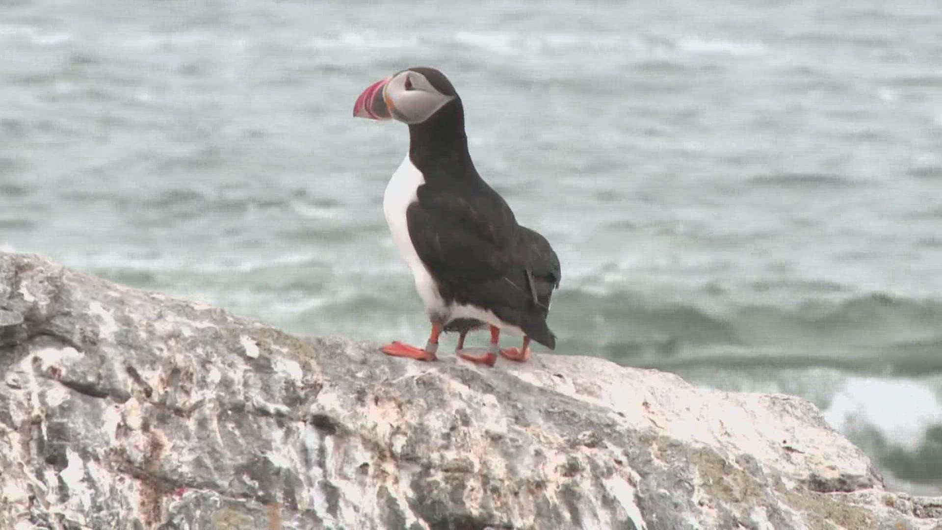 TIME for Kids  Puffins on the Rise