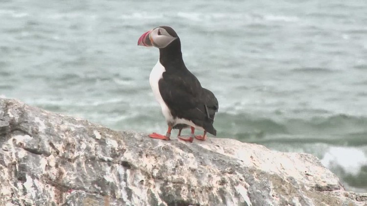 Maine’s puffins are “doing ok,