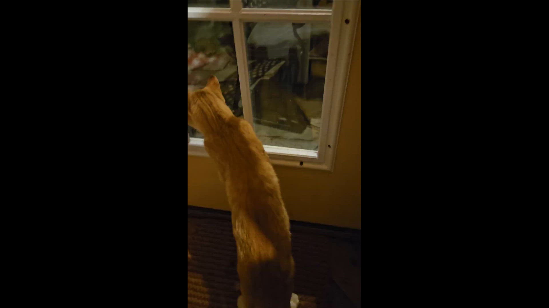 Not sure if video last week came to U. Kitten must be inside before dark. He is too curious. Skunk not afraid.
Credit: Kris King