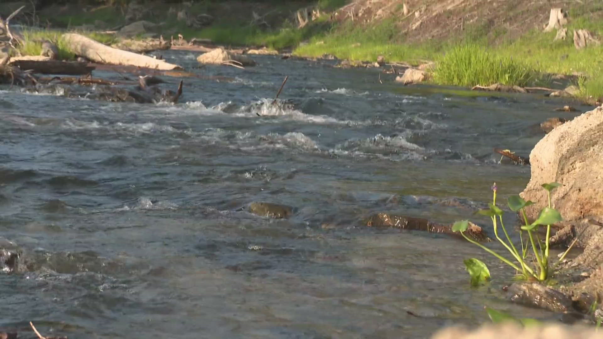 When the water receded at Windham's Dundee Pond, an old story came into view. From chopped trees to stone walls built in the 1700s, a glimpse of history was revealed