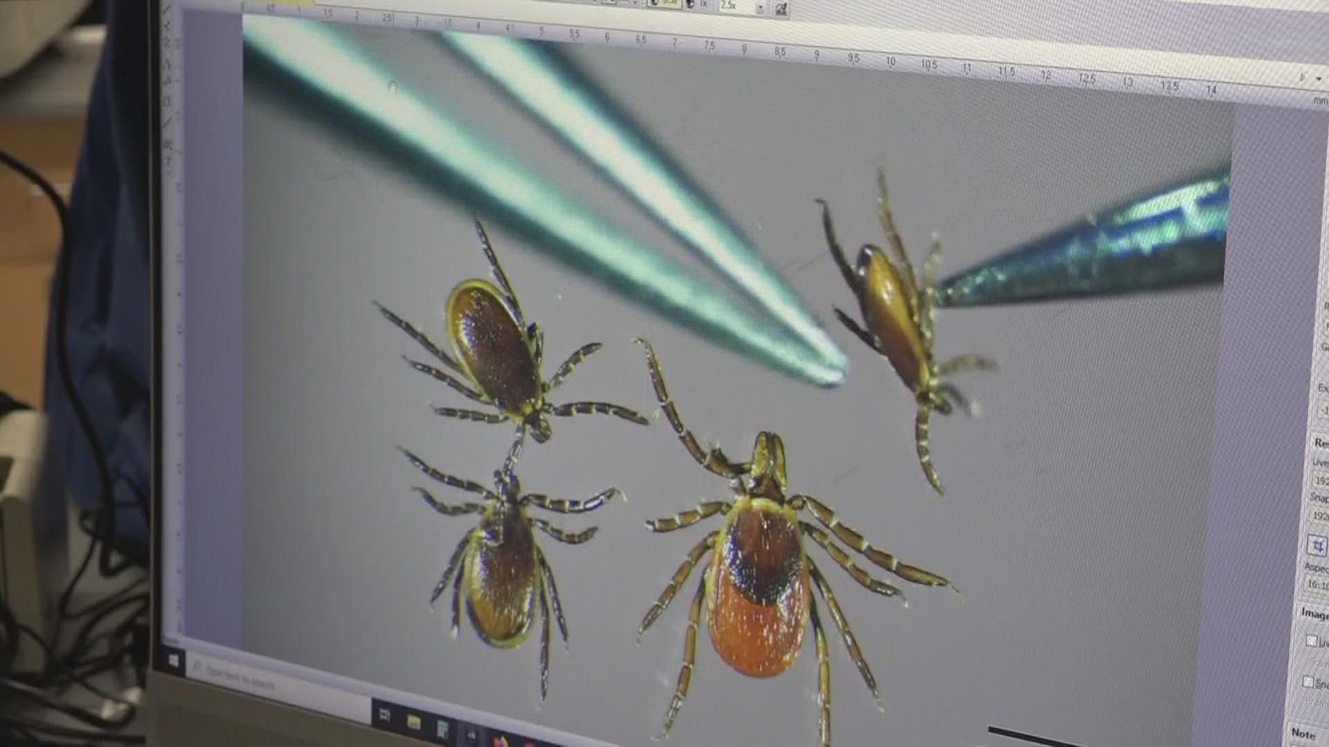 The University of Maine Tick Lab is seeing an increase in deer tick samples compared to this time last year.