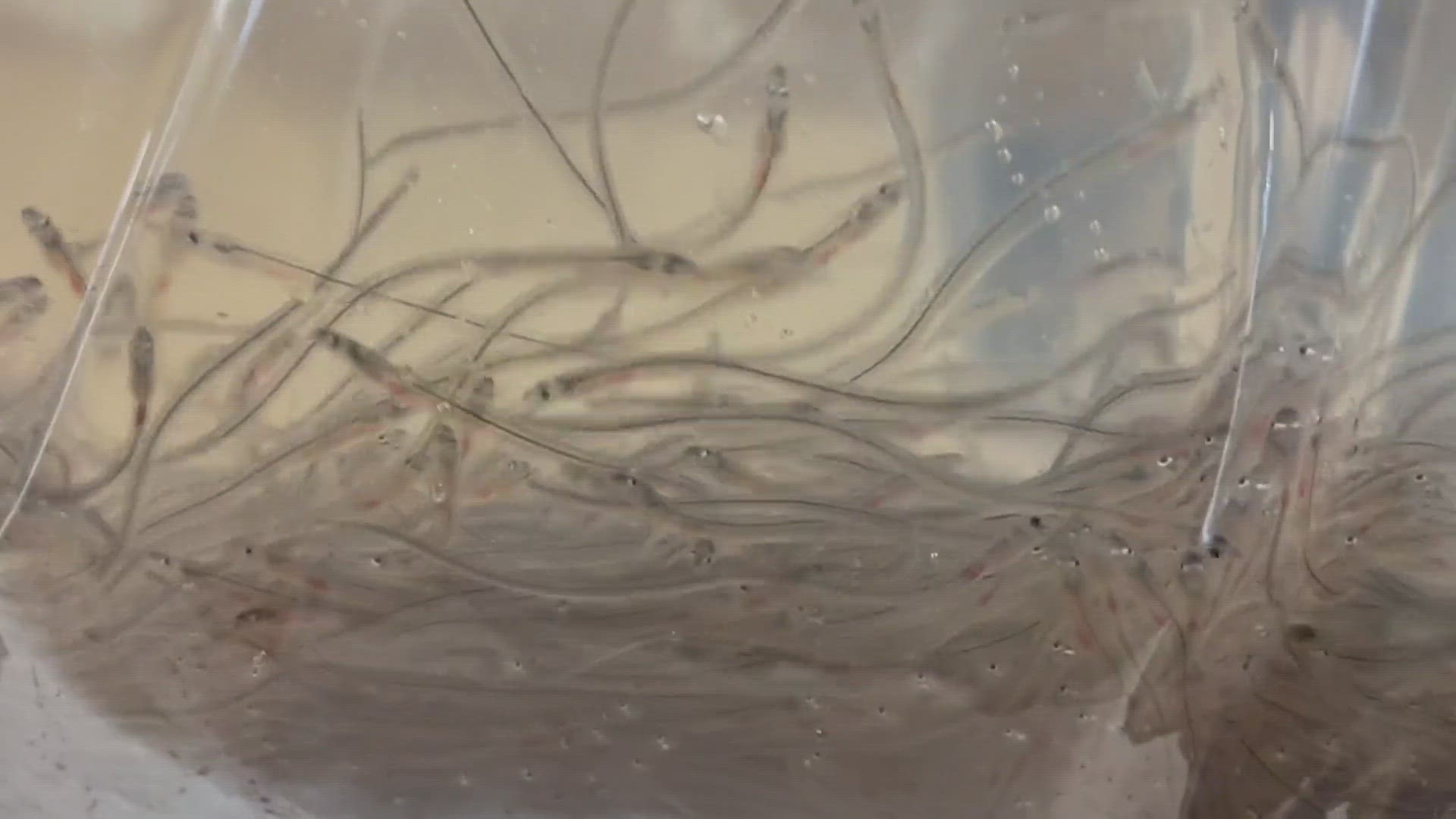 Regulators say they are keeping tight restrictions on lucrative elver fishing.