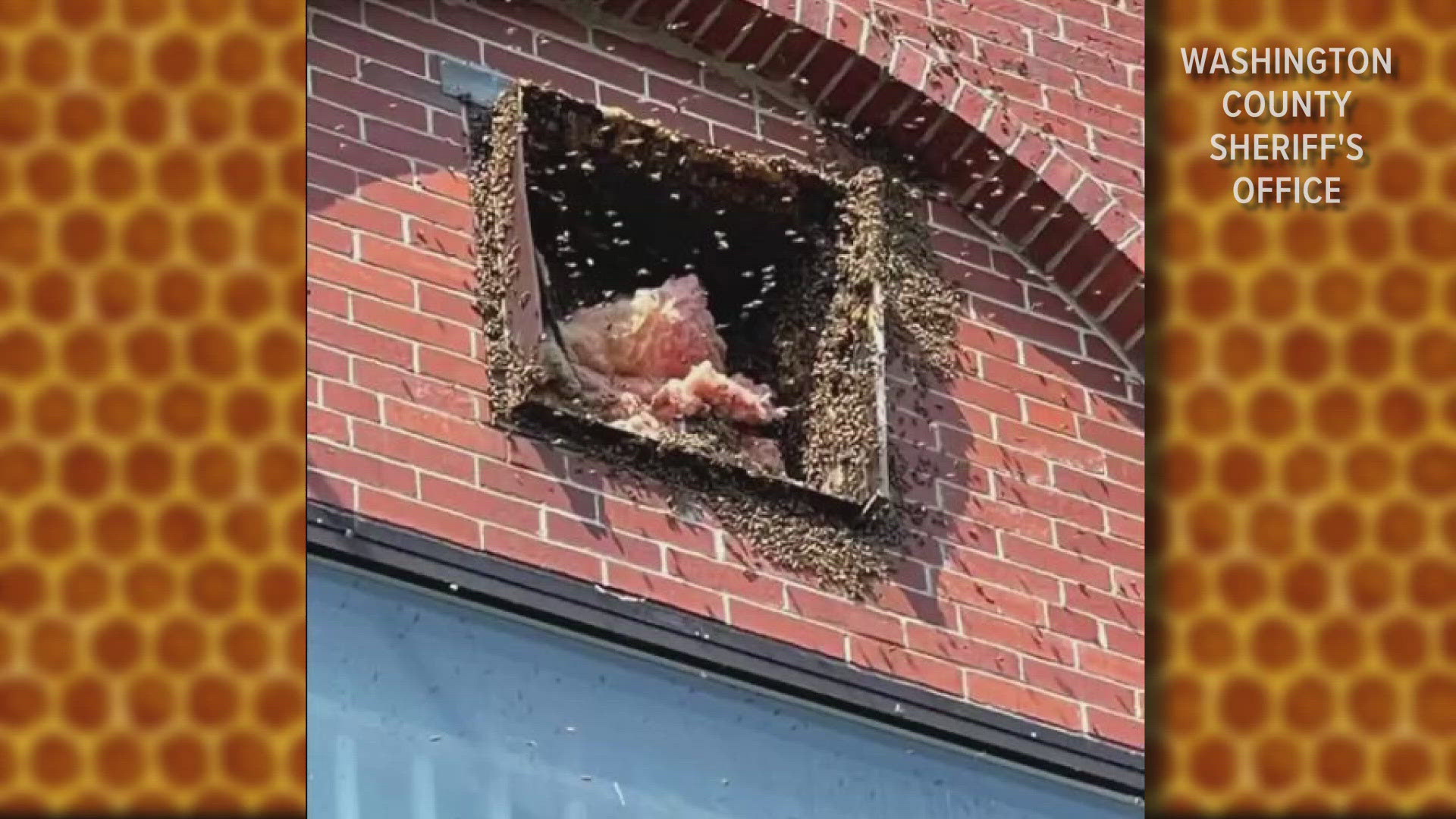 Someone noticed a bunch of bees hanging around a cover to an old air vent near the top of the sheriff's office in Machias.