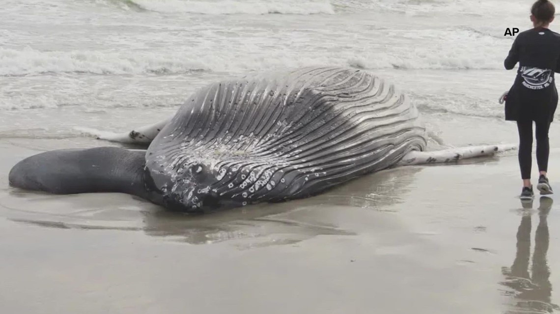 Dead whales wash ashore in New York and New Jersey, fueling criticism of windfarm