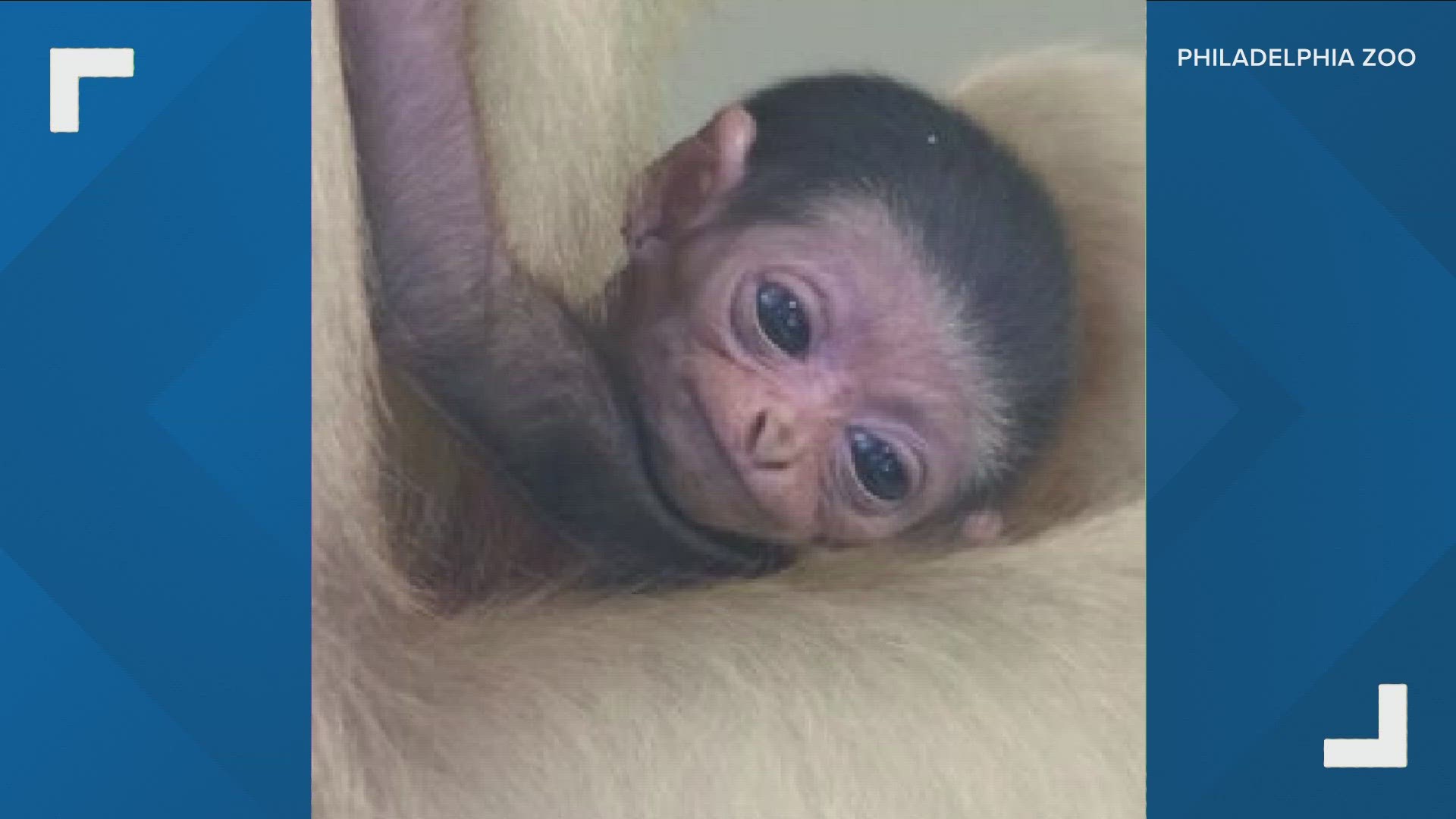 Zoo staff say Eros was born a couple of weeks ago and is healthy.