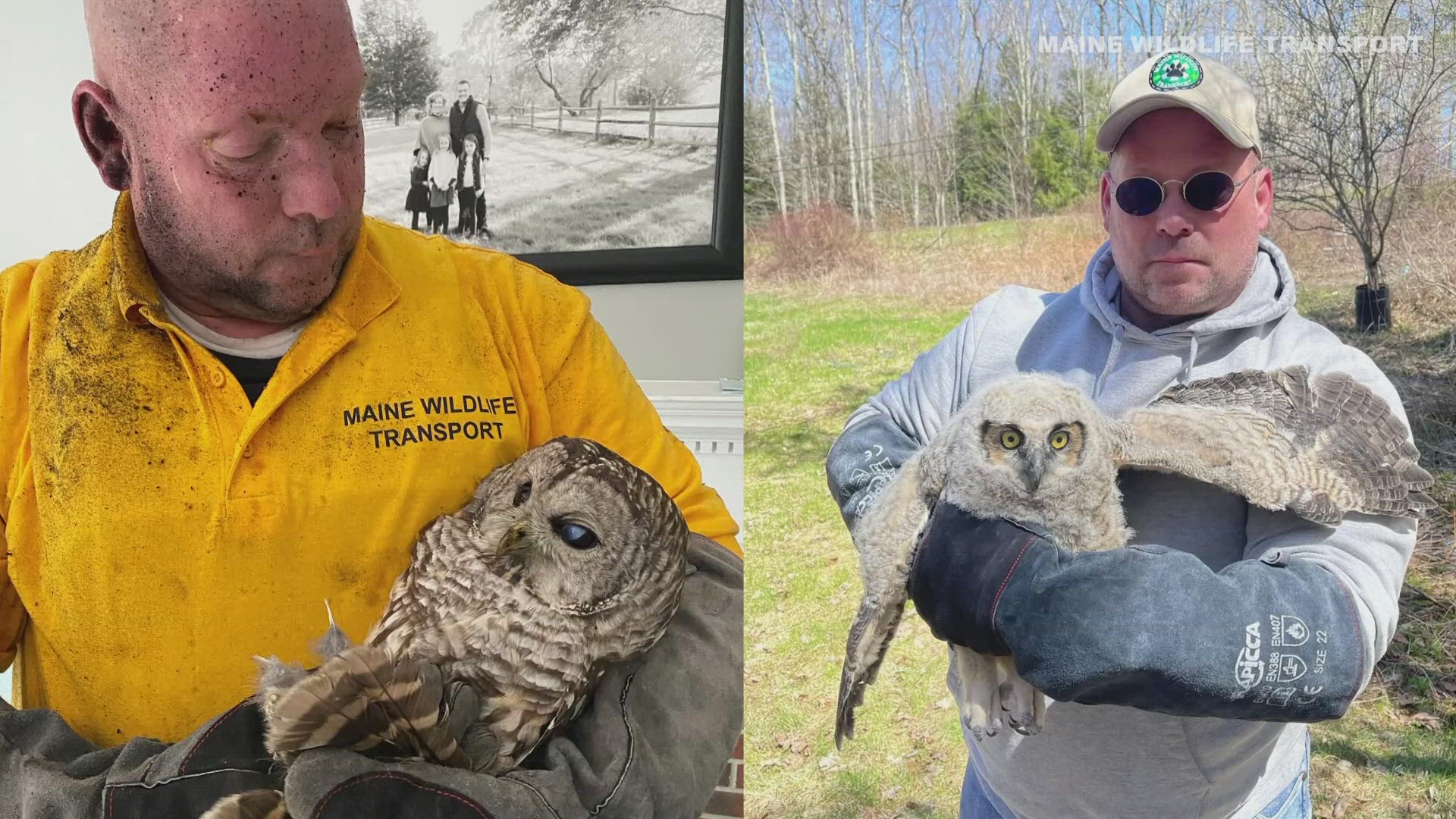 If you love animals and you have some free time, Maine Wildlife Transport is looking for volunteers to help drive animals from rescue scenes to rehab centers.