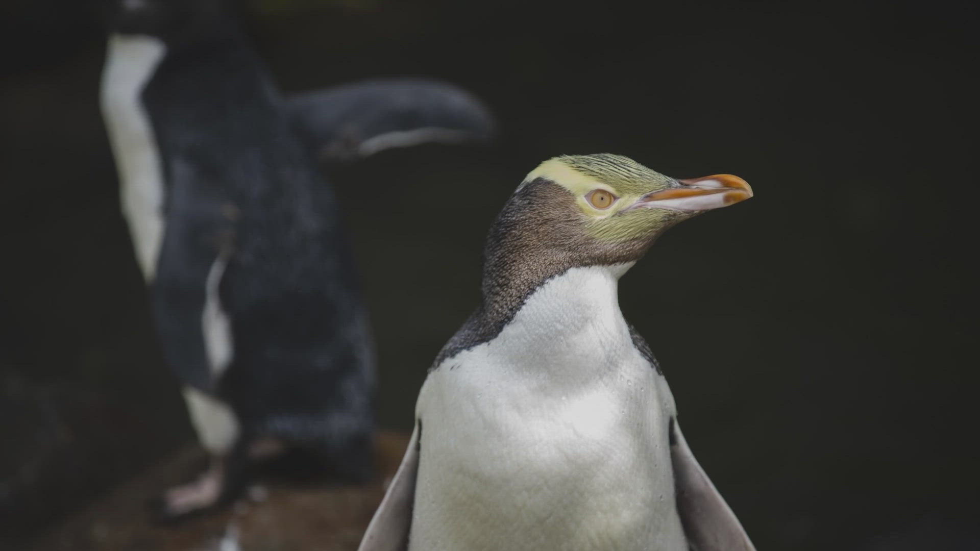 The yellow-eyed penguin, also called a hoiho, is native to New Zealand and is thought to be the world's rarest penguin.