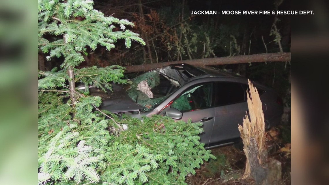 Car hits, kills moose near Jackman - Vimarsana News