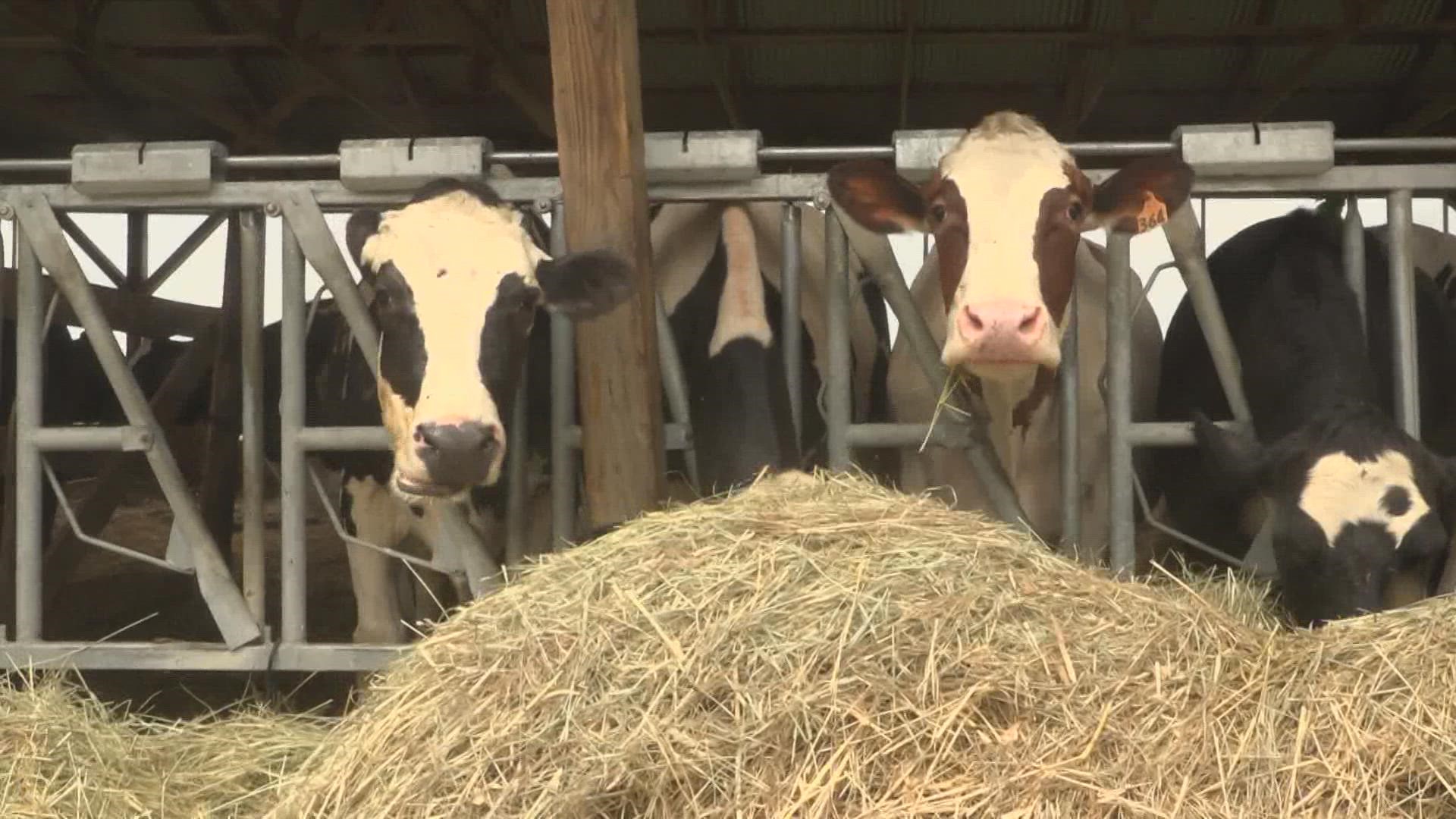 Dairy farmers in Maine report a stalled hay harvest from drought, which leads to decreased quality and quantity in cow milk without spending money on supplements.