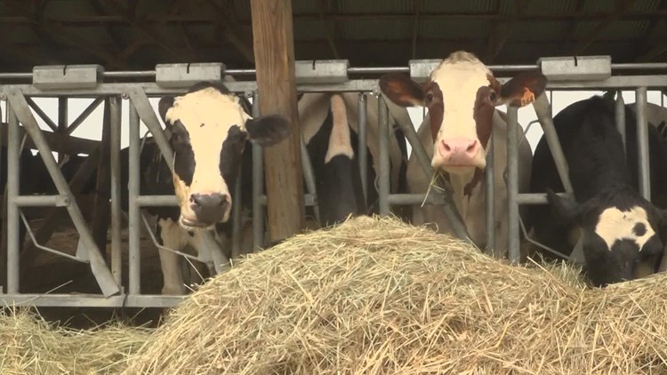 Maine's changing climate could intensify droughts and heavy rains, hurting dairy farmers