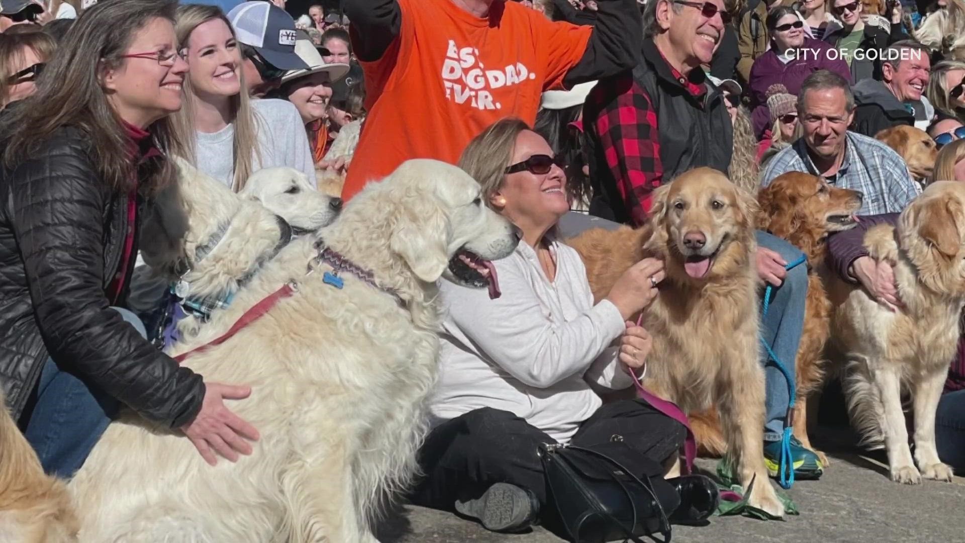 Thousands of golden retrievers gather for annual 'Goldens in Golden' event  