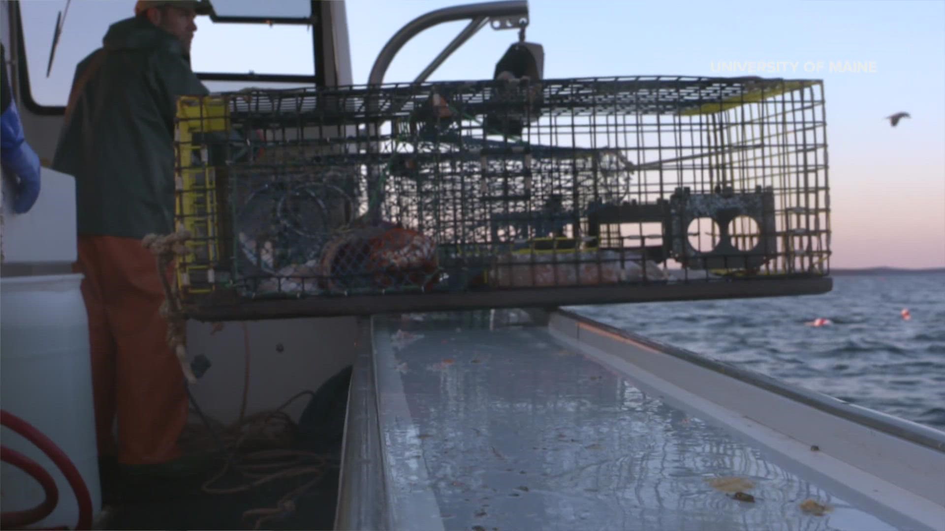 Researchers say they have seen the Maine lobster population move further out to sea and further north, due to warming waters.
